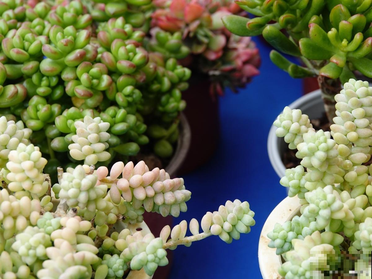 子持多肉怎么养？