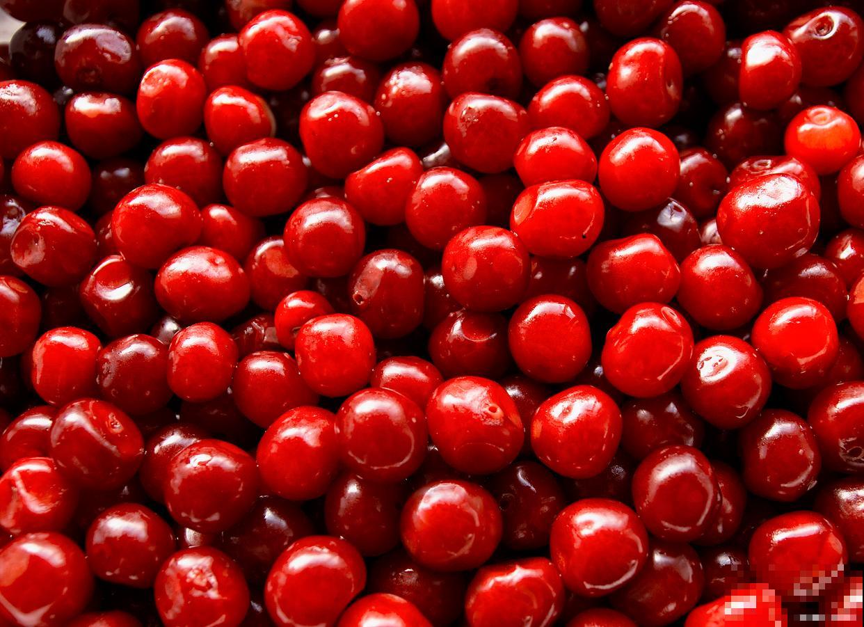 樱桃籽怎么催芽？