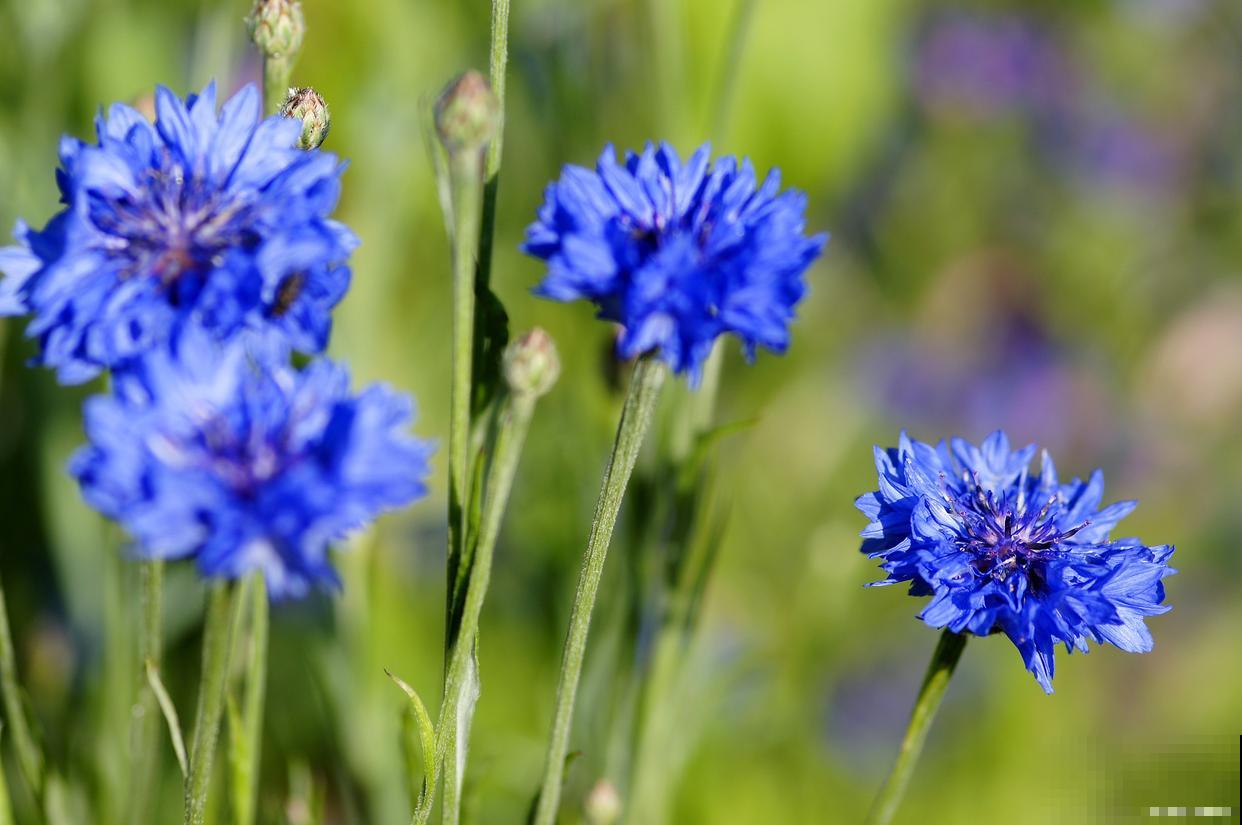 露地宿根花卉有哪些