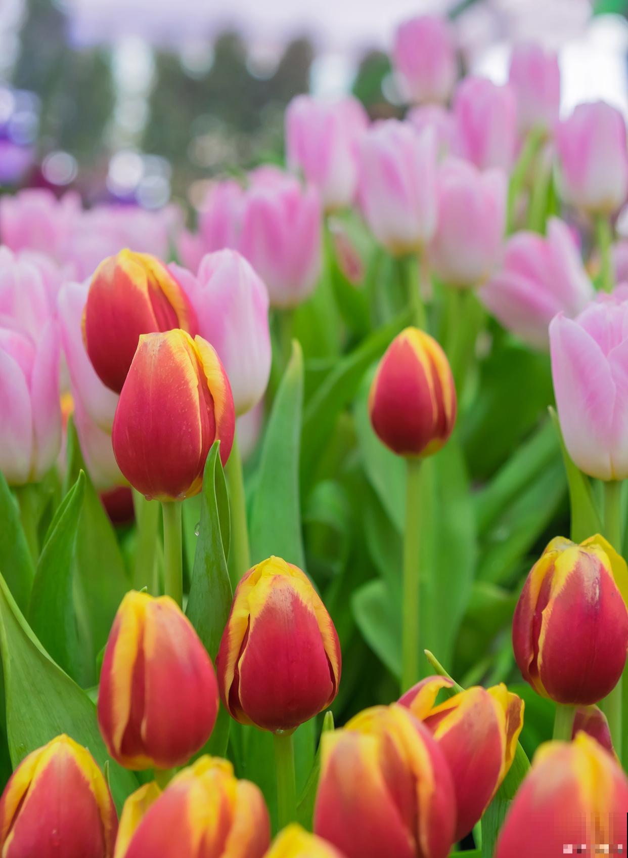 春天什么温度适合种花 春天什么温度适合种花