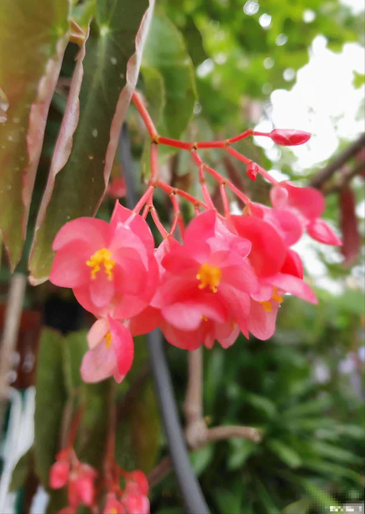 竹节海棠怎么养? 竹节海棠怎么养?