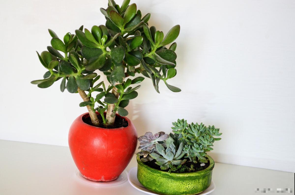 花卉玉麒麟上有烂斑怎么办 花卉玉麒麟上有烂斑怎么办