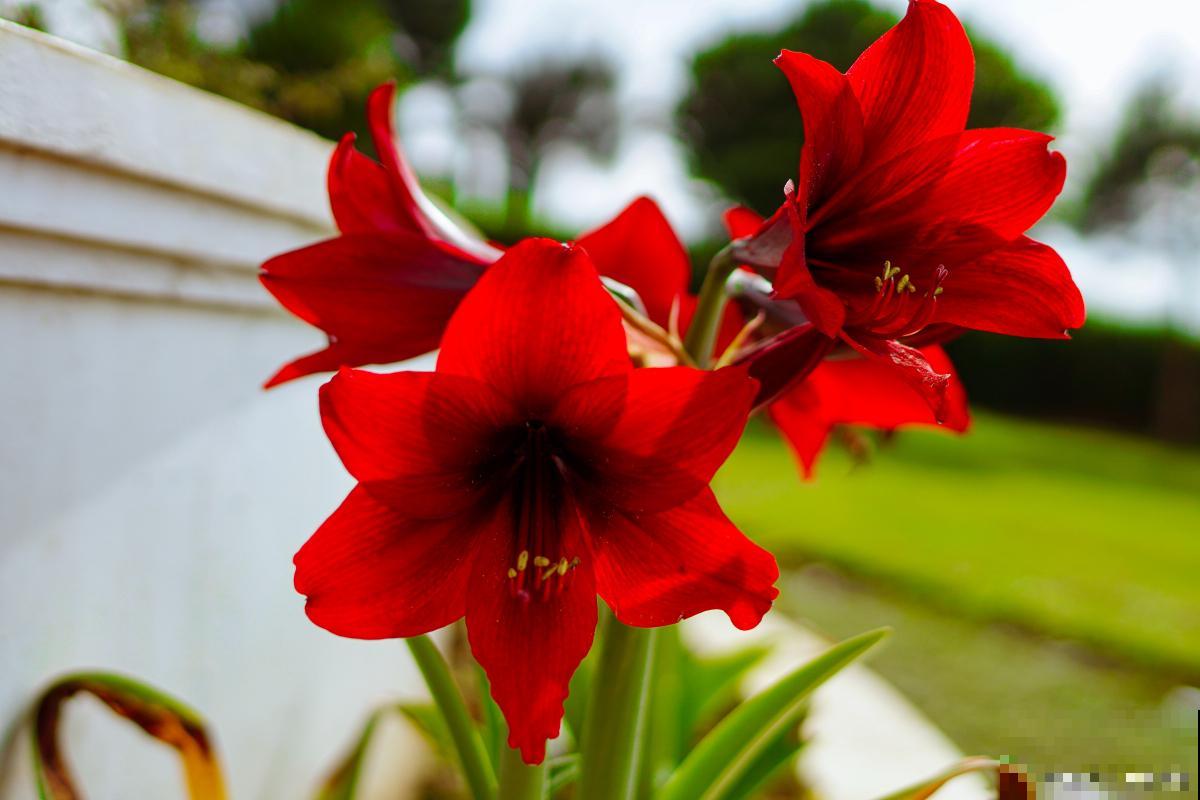 朱顶红怎么浇水？