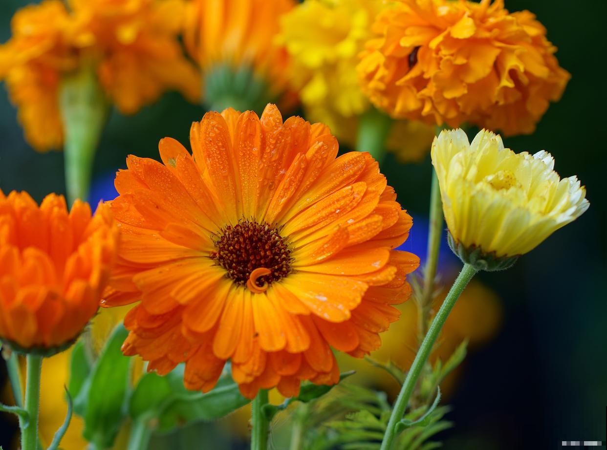 非洲菊可以养多久 非洲菊可以养多久