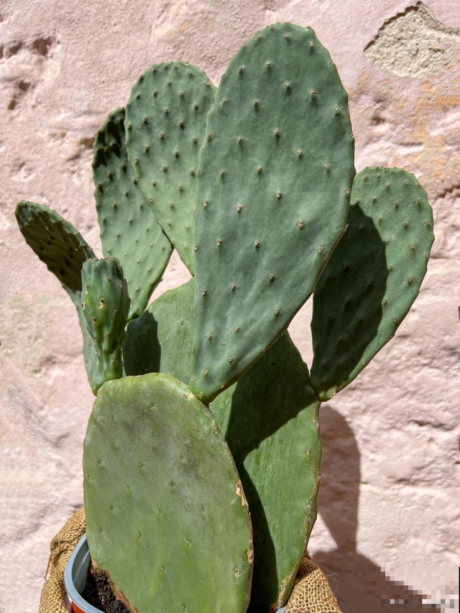 大花盆栽什么花好看