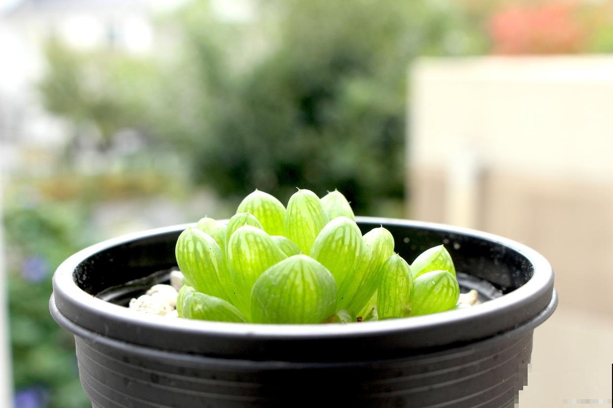 玉露冬天怎么养才能饱满通透