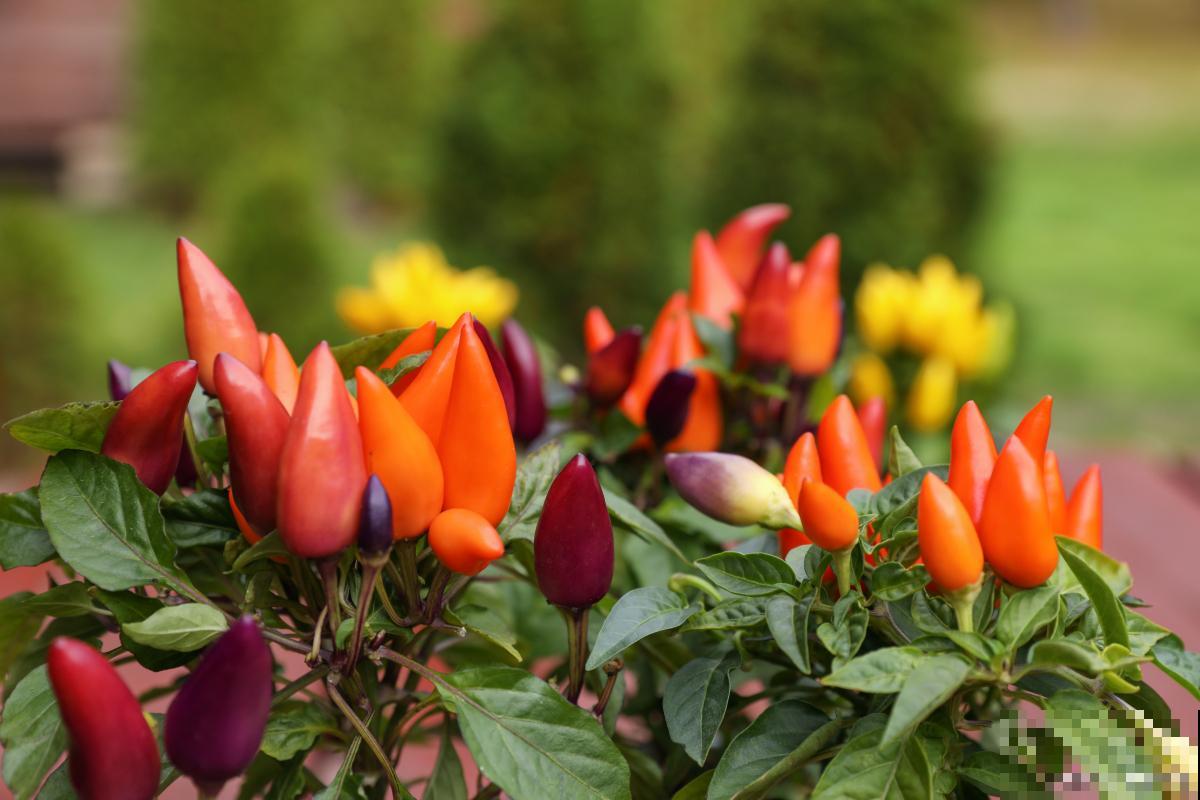 彩椒花叶黄怎么回事