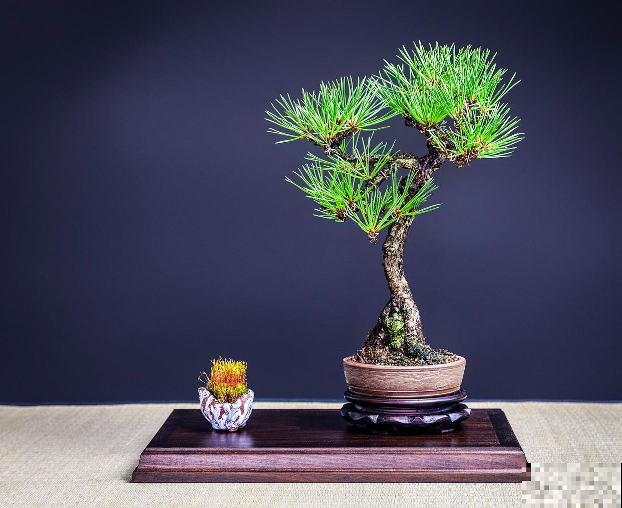 北方适合种什么盆景