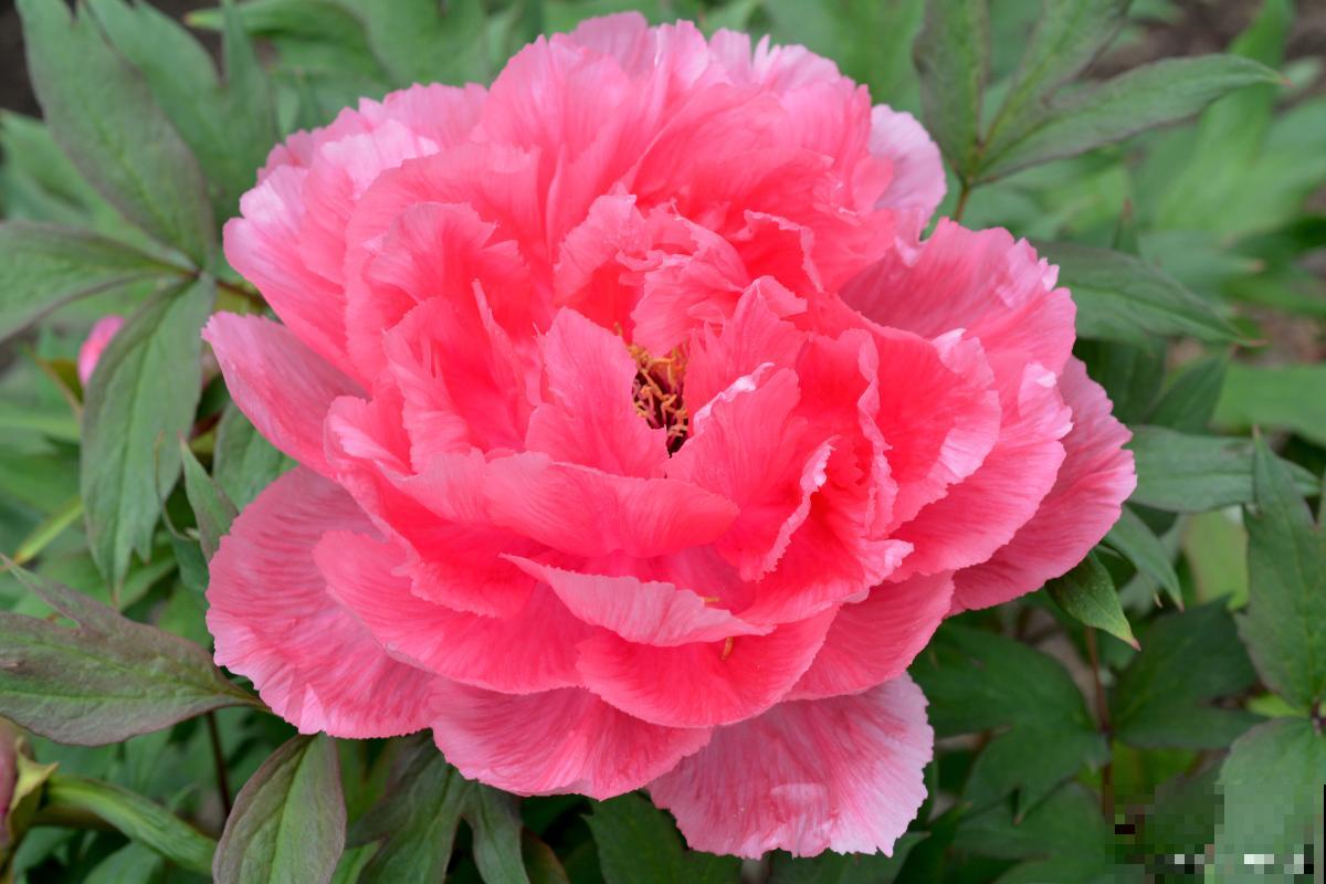 草本牡丹怎么养? 草本牡丹怎么养?