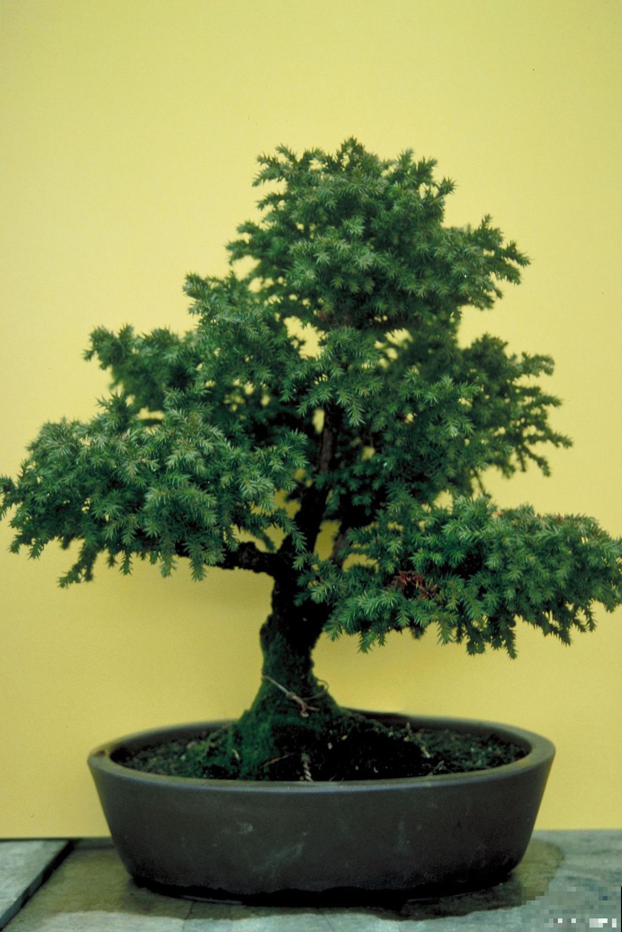 水山盆景怎么养? 水山盆景怎么养?