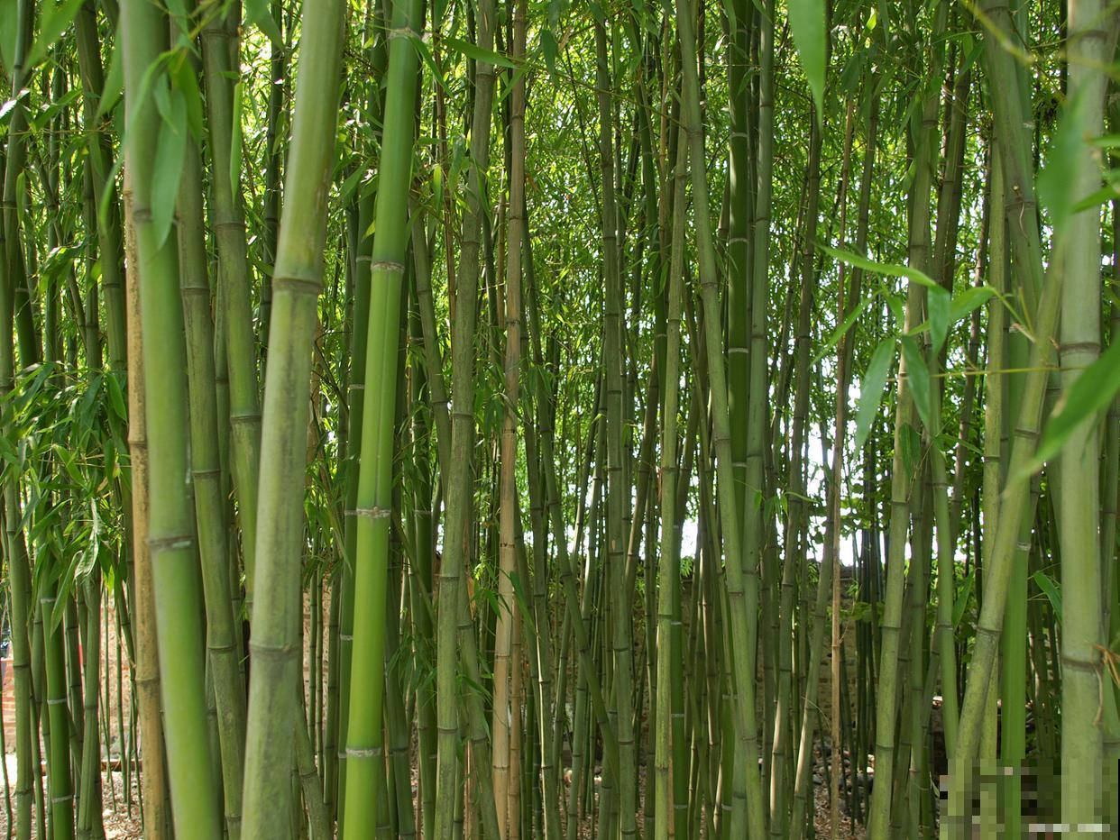 竹子为什么不是树