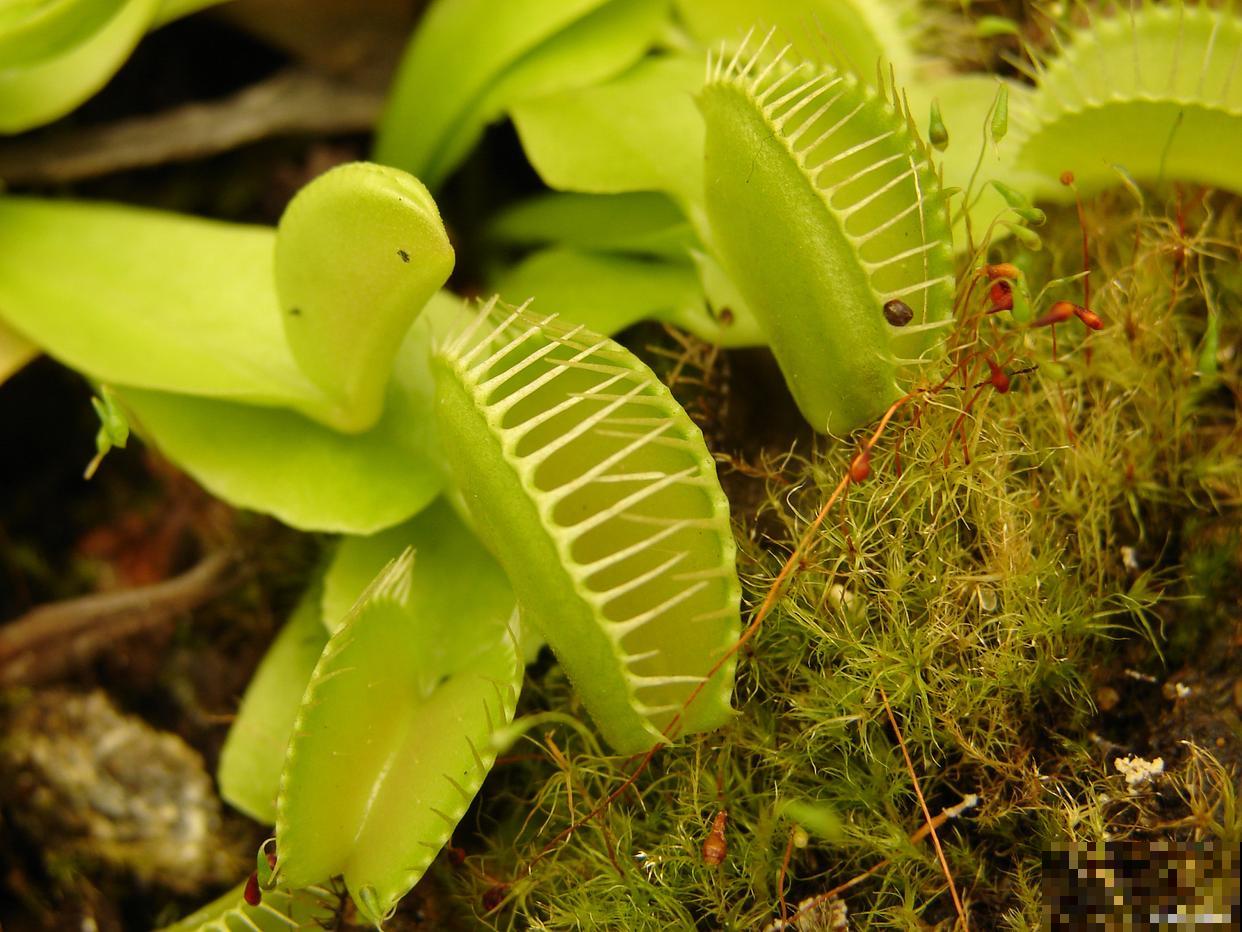 如何养捕蝇草的？