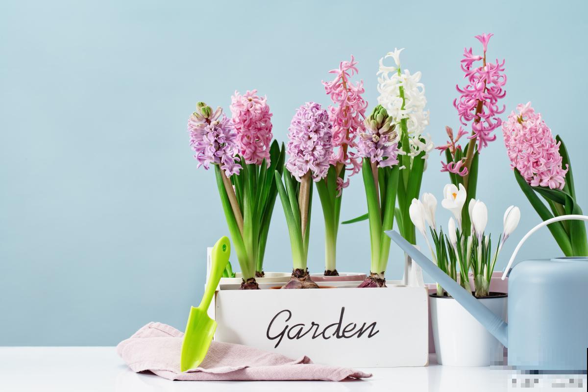 长不大的花有哪些 长不大的花有哪些