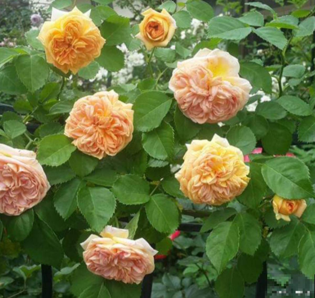 月季春天注意什么