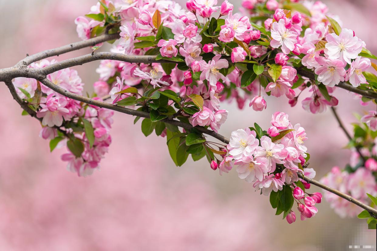 海棠花的养殖方法和注意事项