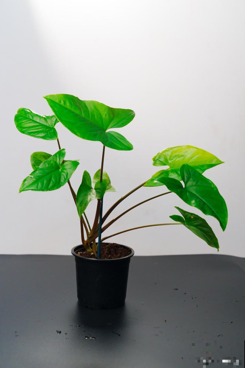 滴水观音黄叶什么原因 滴水观音黄叶什么原因