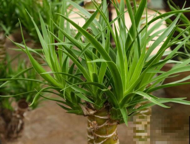 龙血树浇水要注意，根据季节进行，植物长势才好