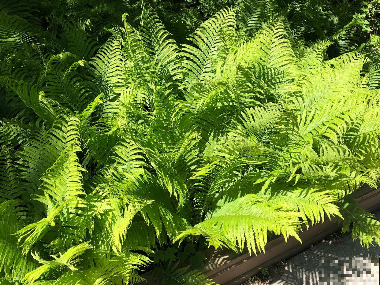 波士顿肾蕨怎么养 波士顿肾蕨怎么养