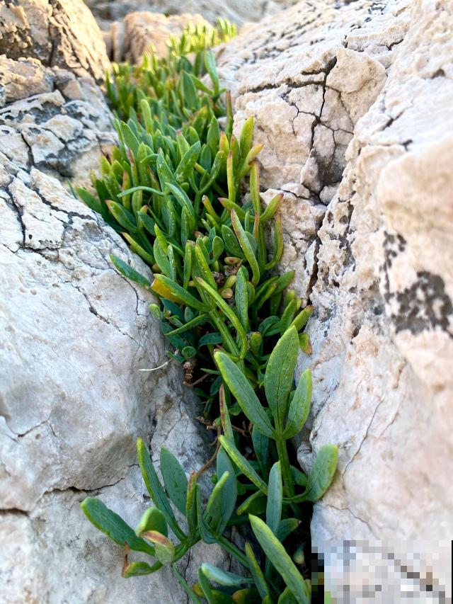 枝干番杏怎么修剪? 枝干番杏怎么修剪?