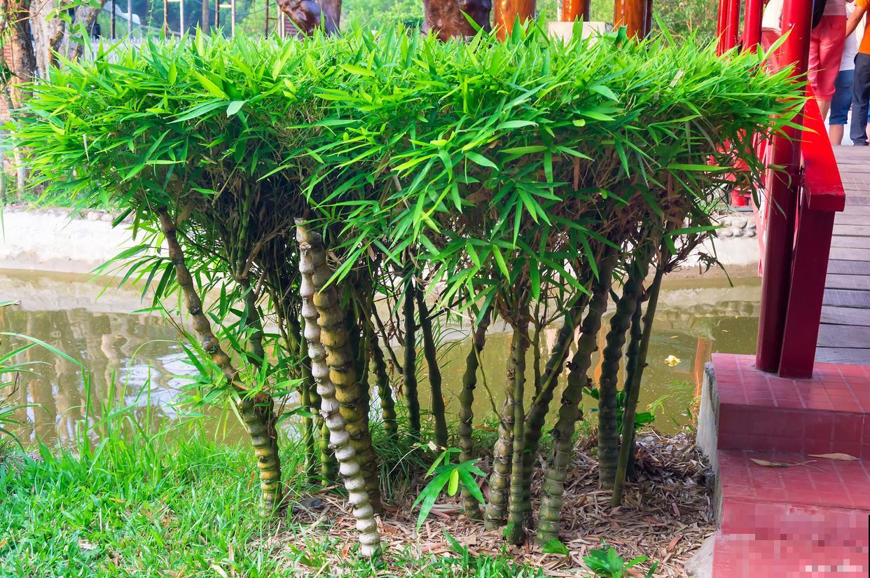 北方适合种什么盆景