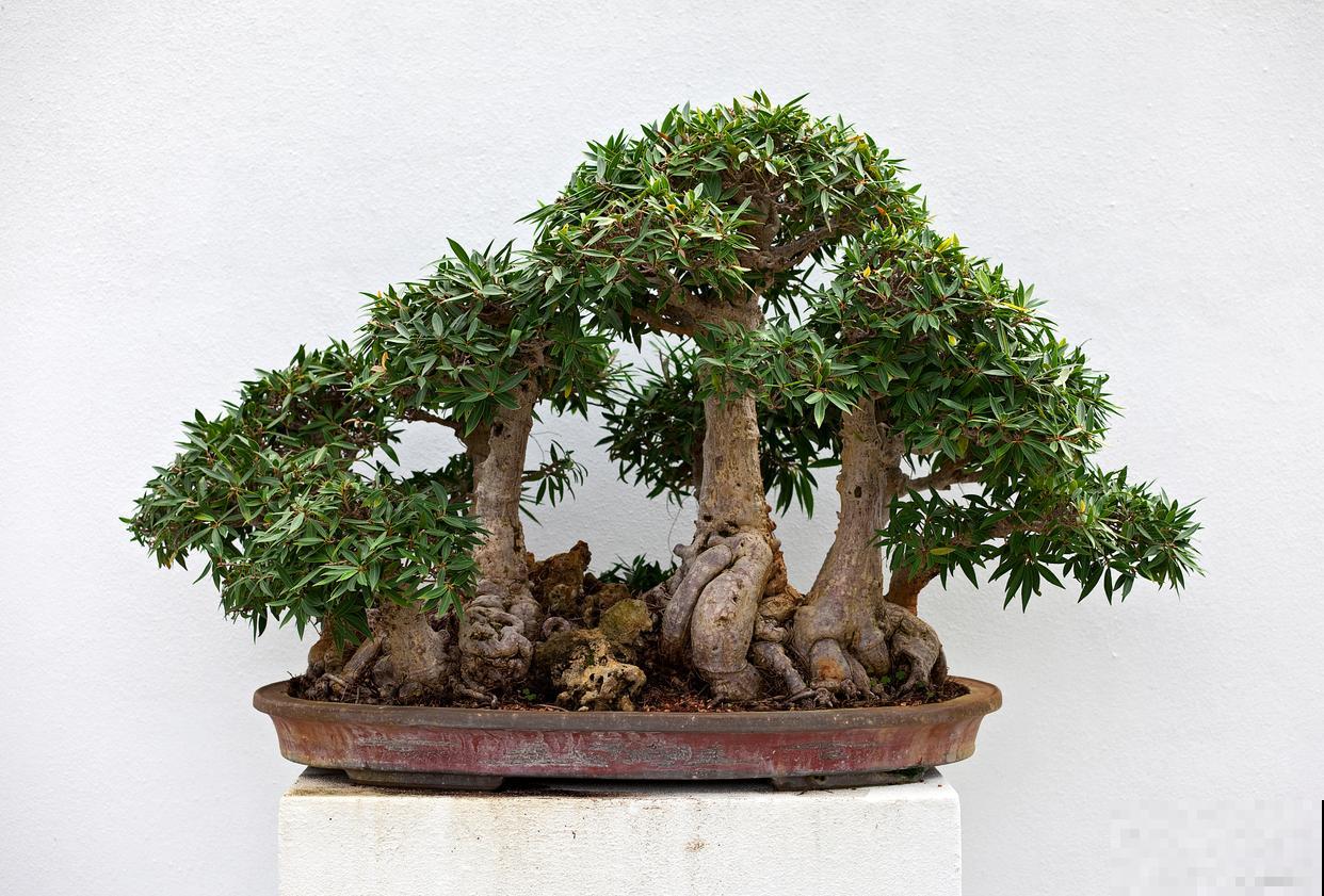 赤楠盆景的养殖方法和注意事项 赤楠盆景的养殖方法和注意事项