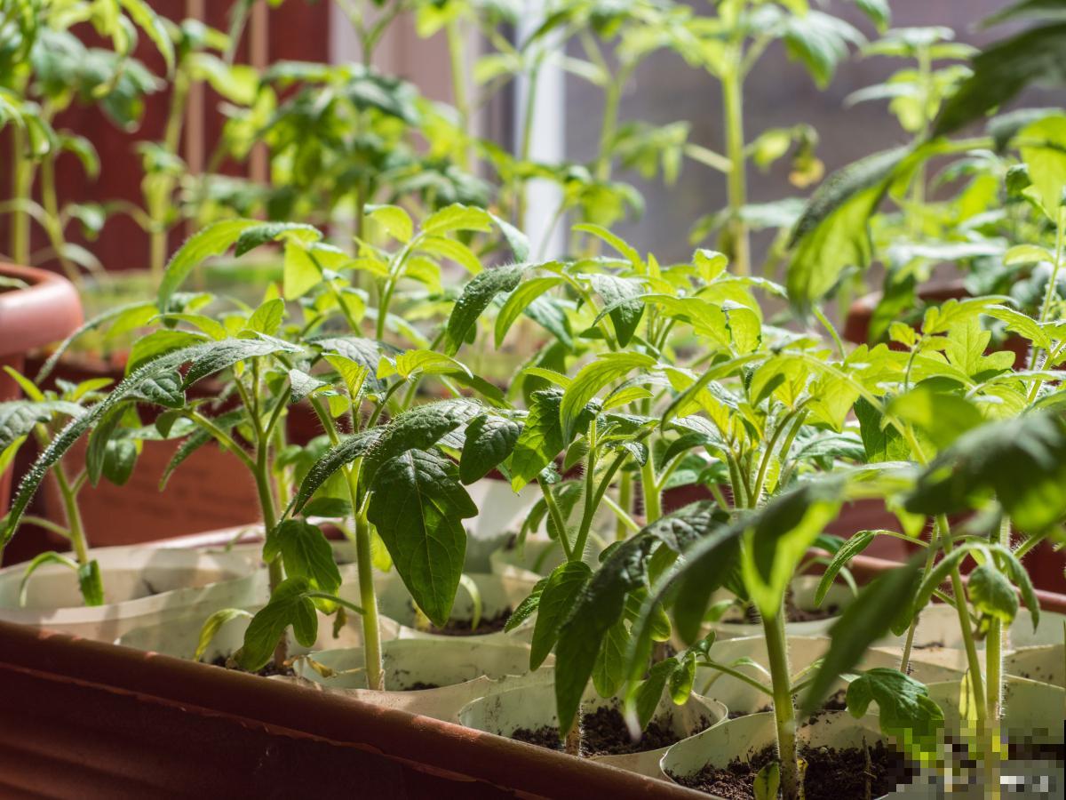 盆栽蔬菜怎么种？