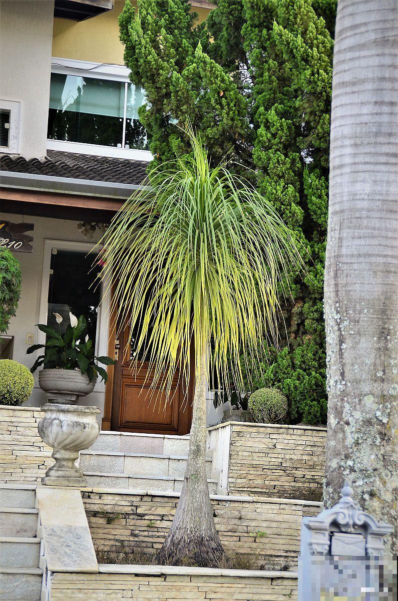 酒瓶兰如何养殖? 酒瓶兰如何养殖?