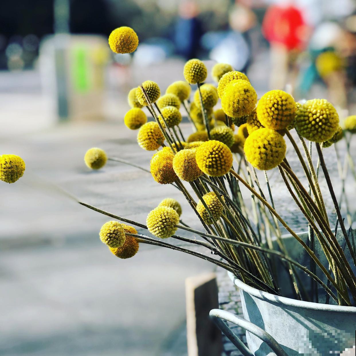 乒乓菊怎么修剪? 乒乓菊怎么修剪?