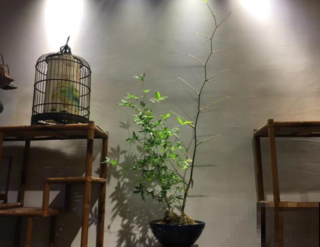 小叶簕竹盆景在家养殖，注意这5点，长势好