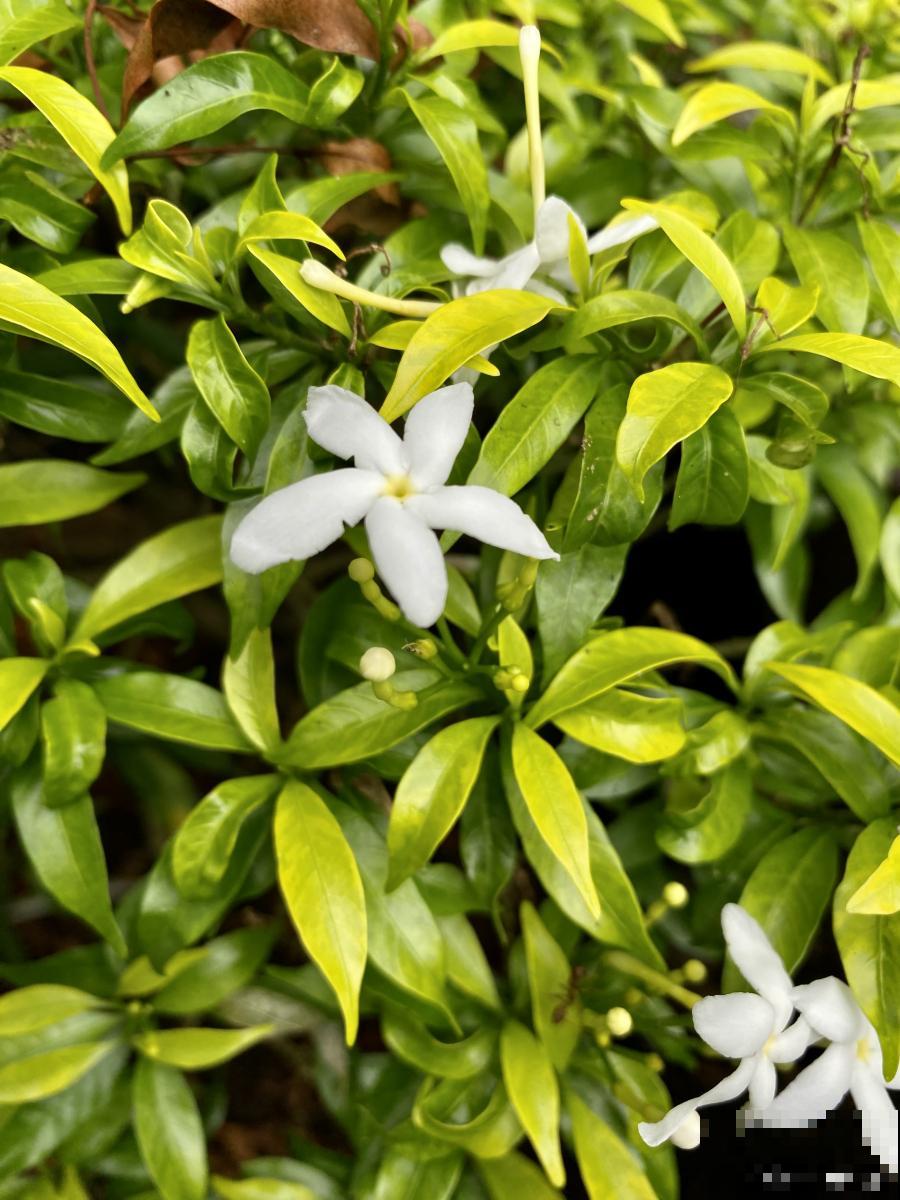 刚买的小叶栀子怎么养