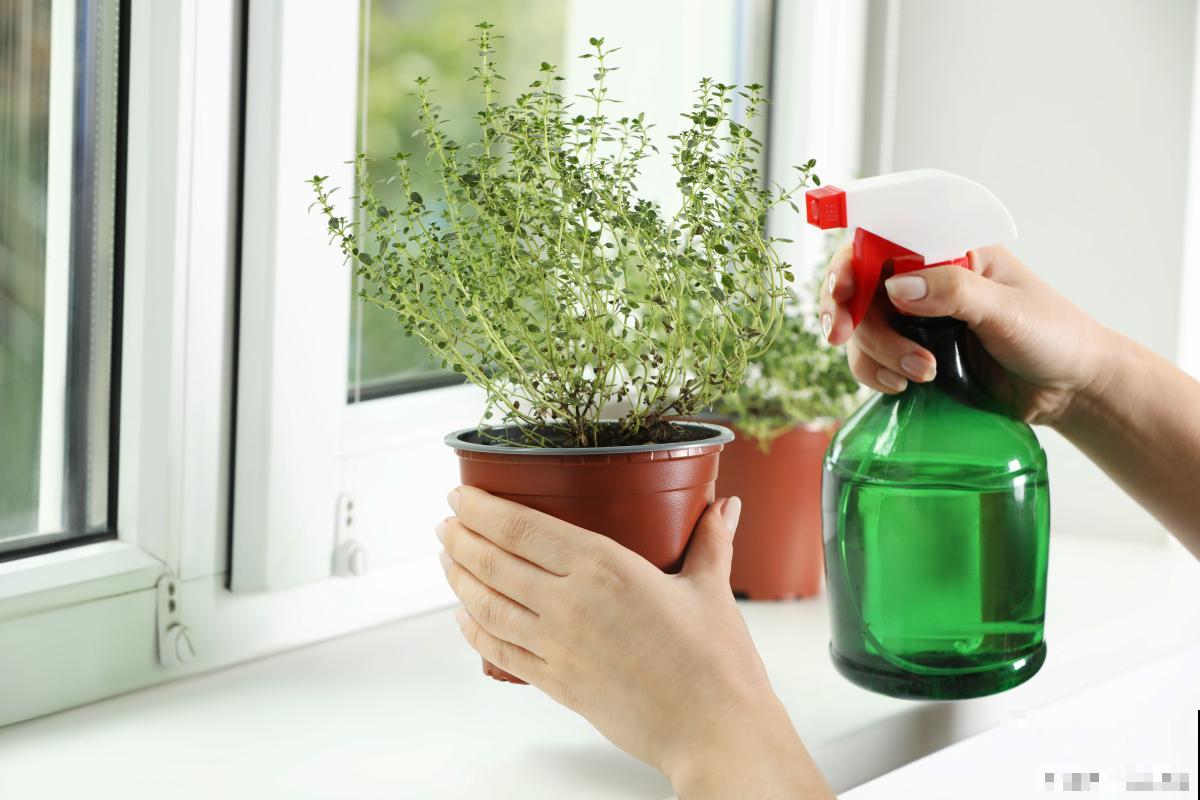 植物夏天什么时候浇水