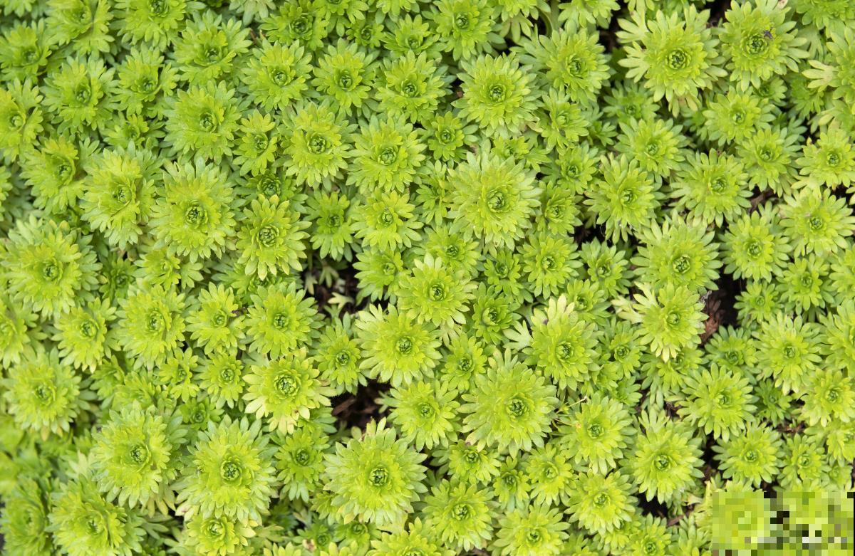 矮花盆适合养什么花 矮花盆适合养什么花