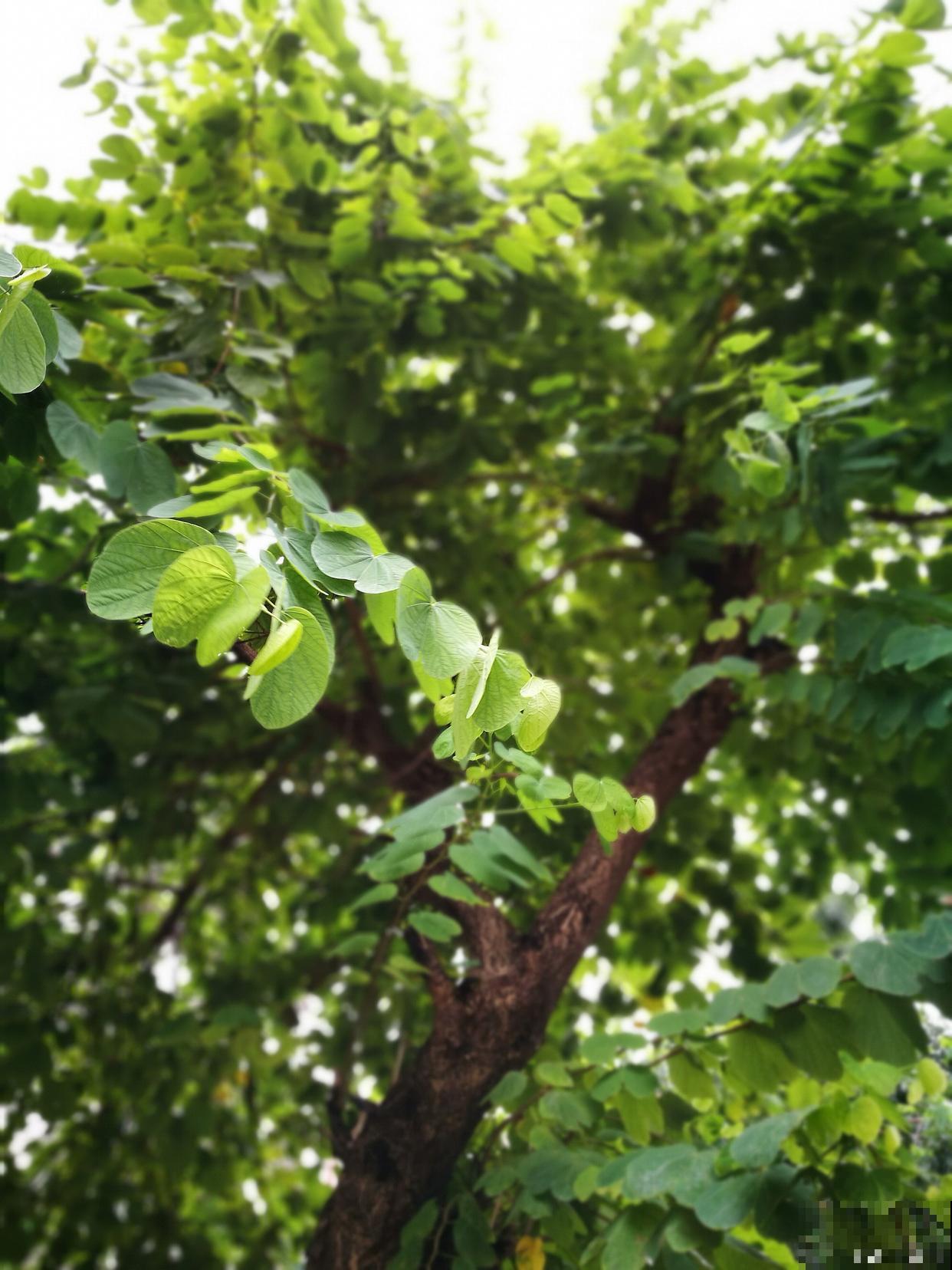 小庭院种什么树最好 小庭院种什么树最好