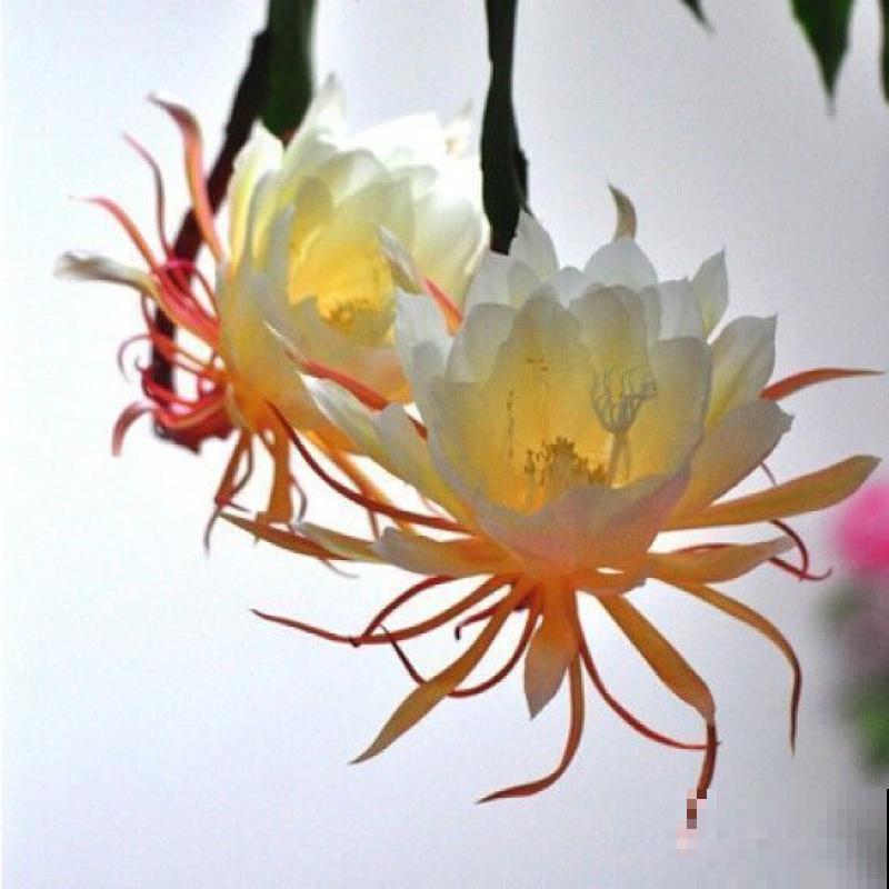 昙花养殖修剪，记住这4步，养殖不出问题