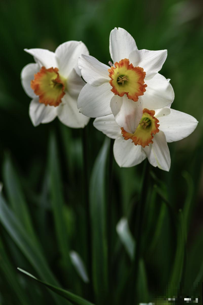 球根类植物有哪些 球根类植物有哪些