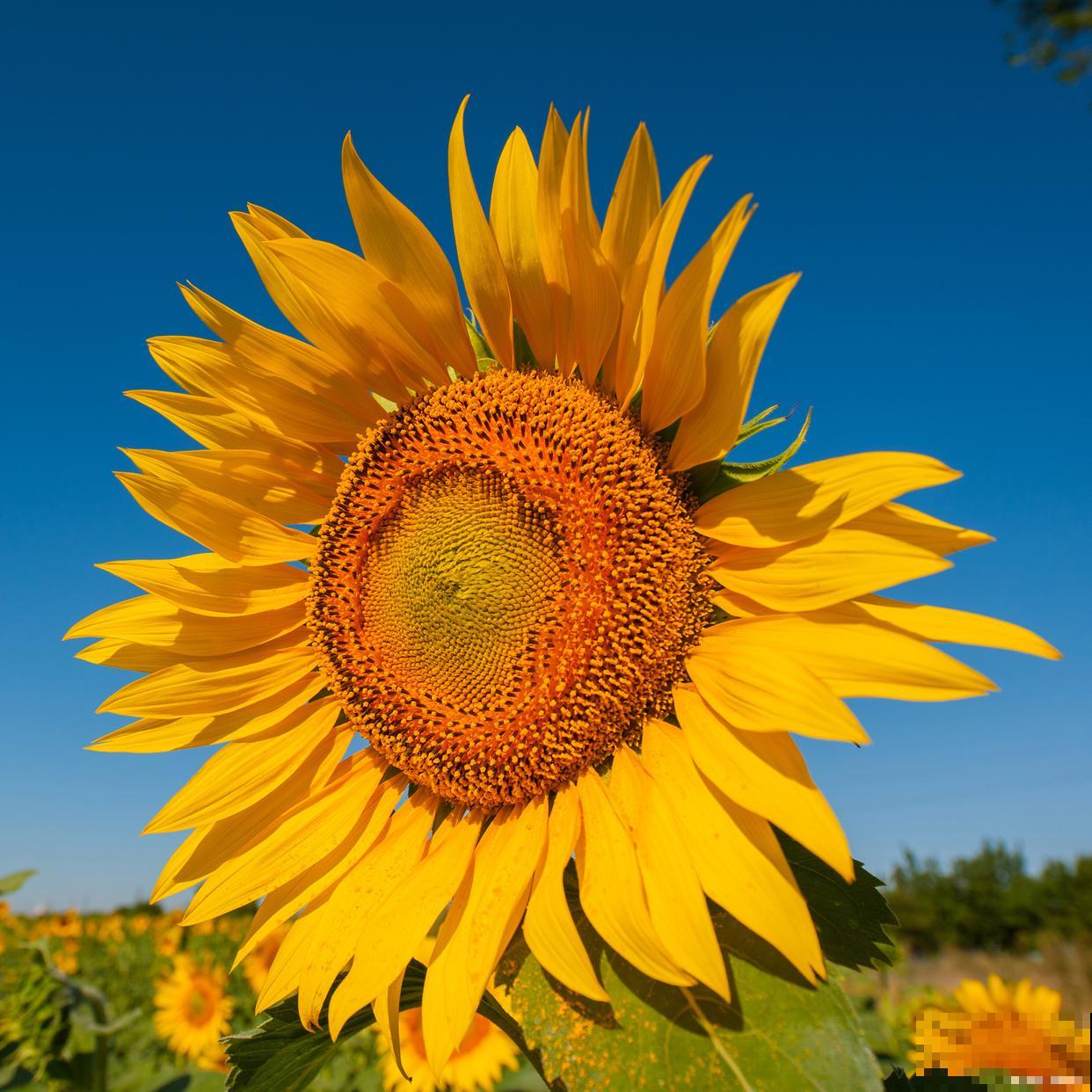 向日葵种子发芽后怎么移栽