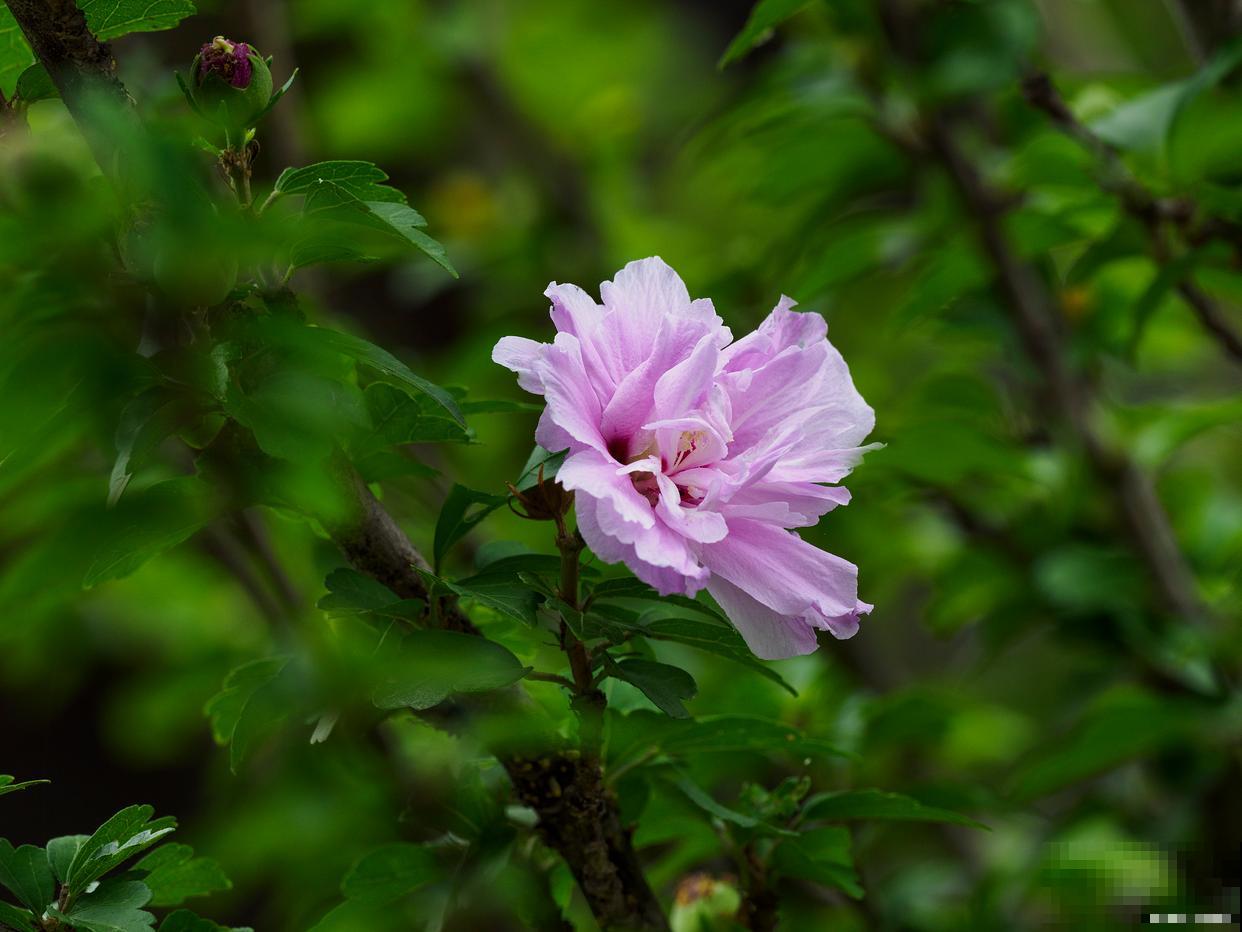 夏季植物有哪些？