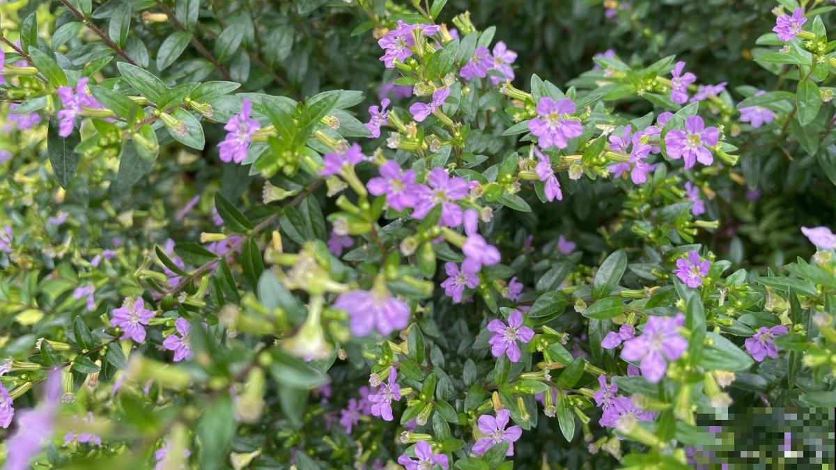 萼距花怎么养盆栽 萼距花怎么养盆栽