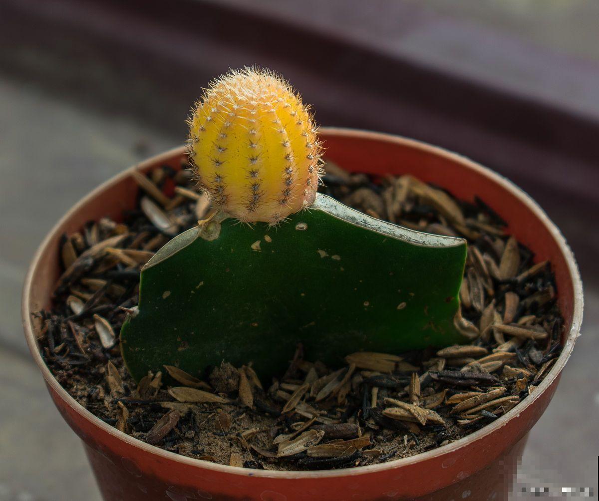 仙人掌插土里多久生根