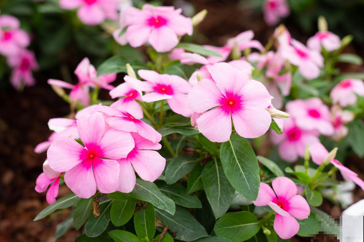 长春花什么时候修剪好