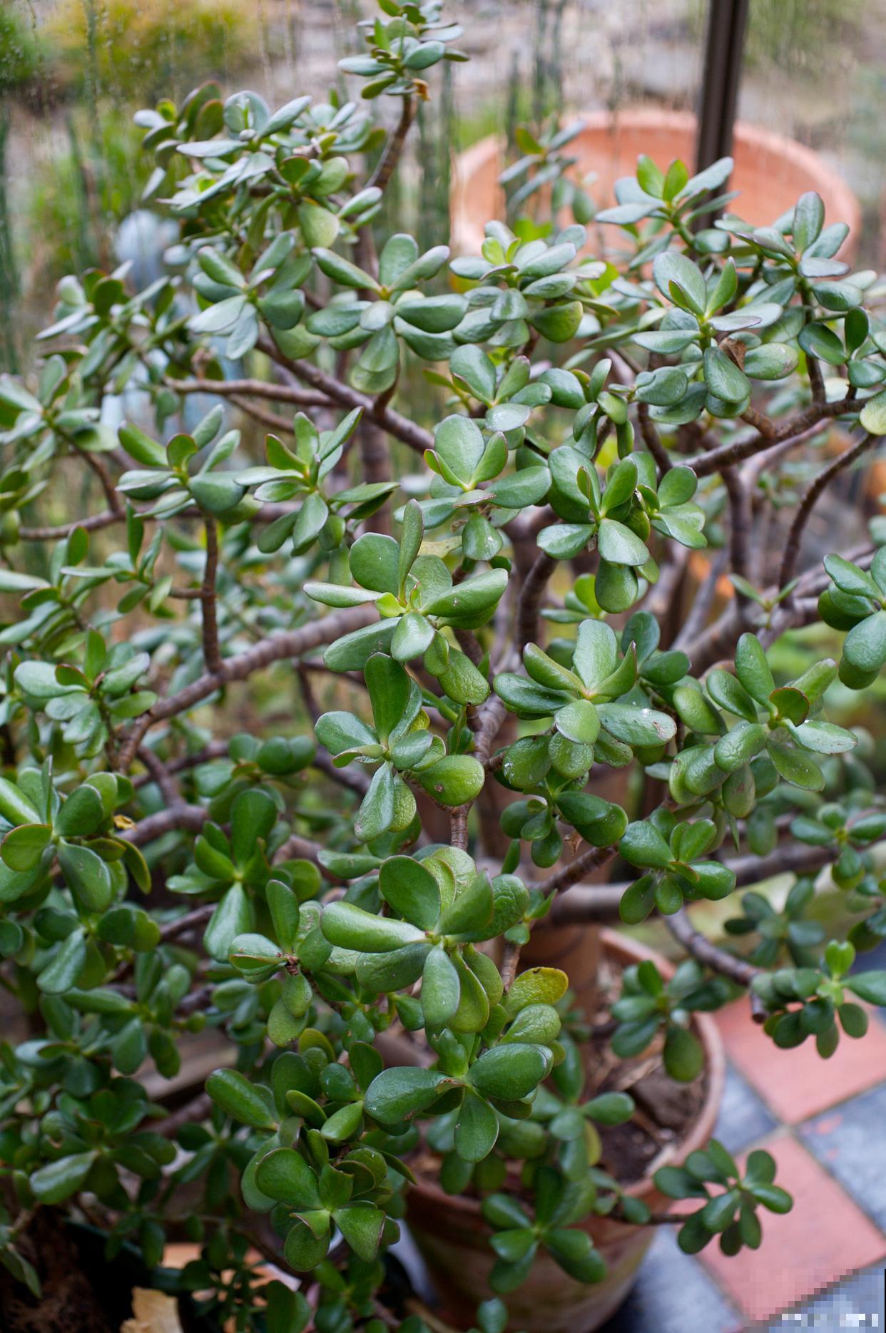 玉树怎么浇水的? 玉树怎么浇水的?