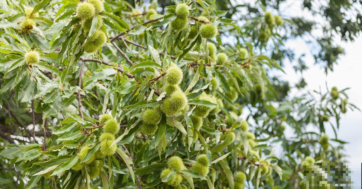 哪些树春天结子？