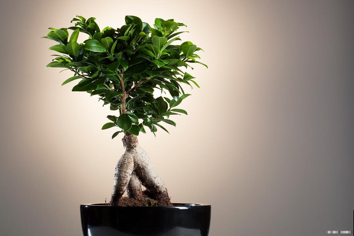 招财树黄叶怎么办