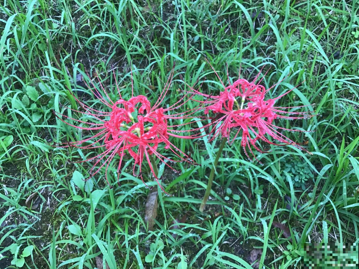 适合垂吊的花卉有哪些