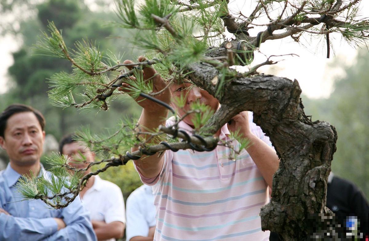 盆景剪枝切口怎么处理