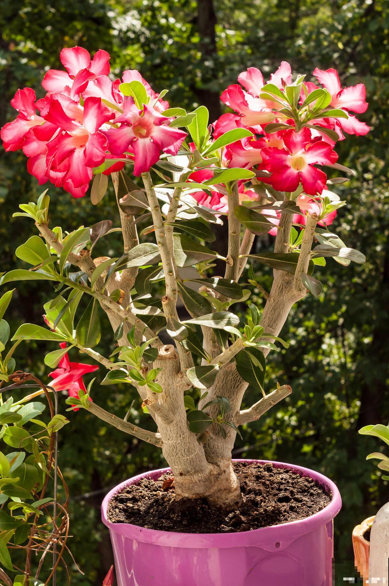 沙漠玫瑰如何种植