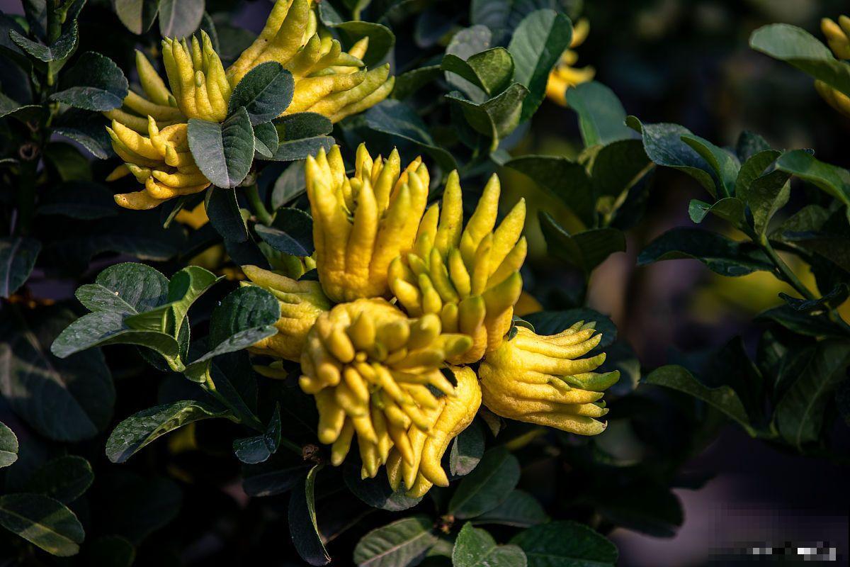 佛手种子怎么种植方法