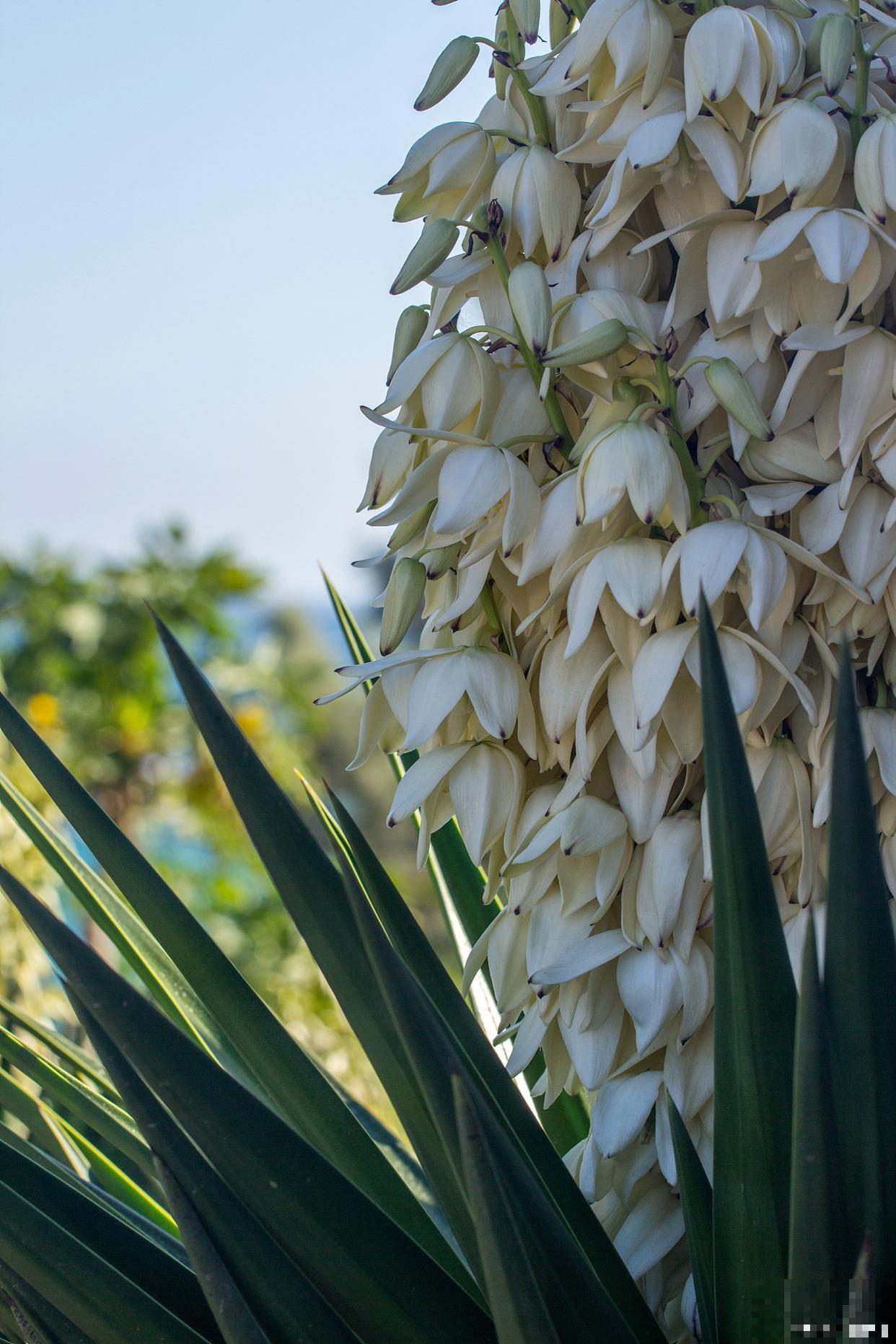 凤尾兰什么时候开花