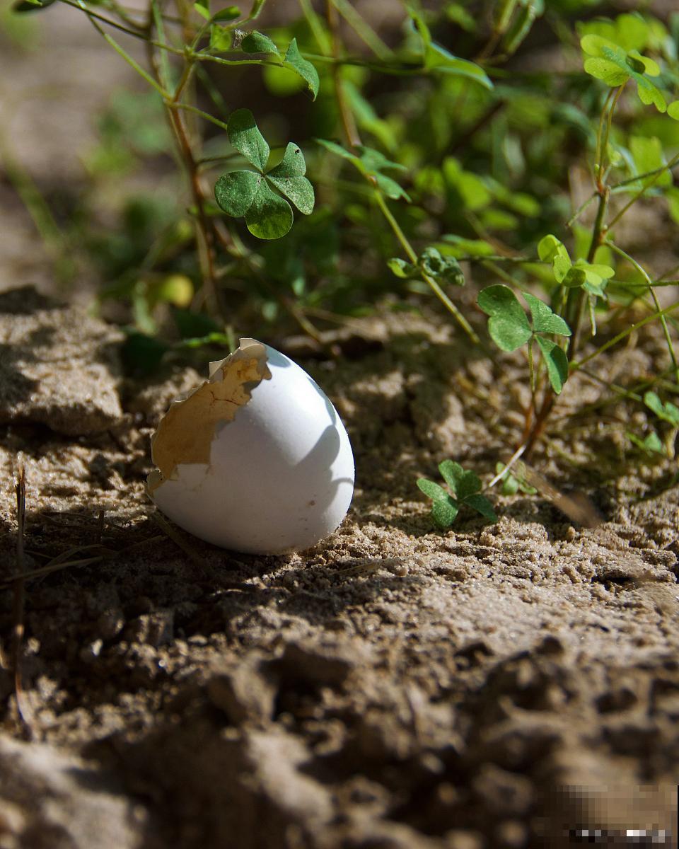 蛋壳是什么肥啊？