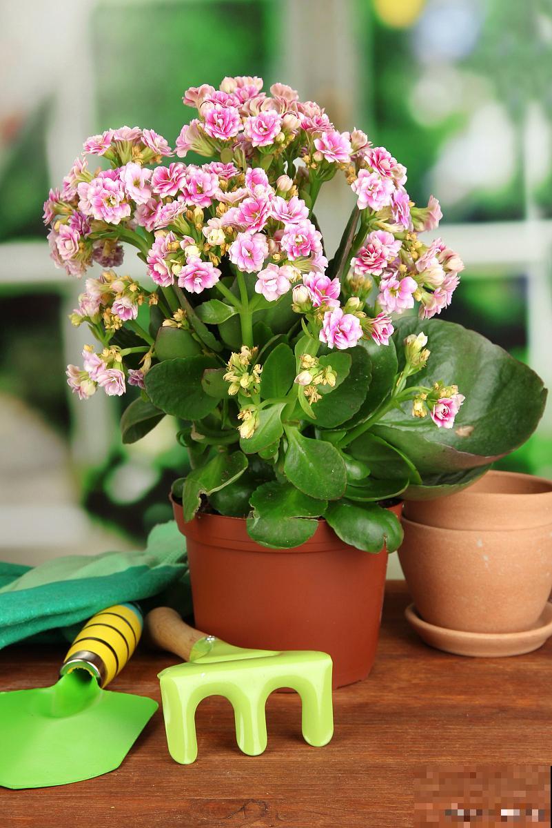 长寿花扦插后不开花怎么办 长寿花扦插后不开花怎么办